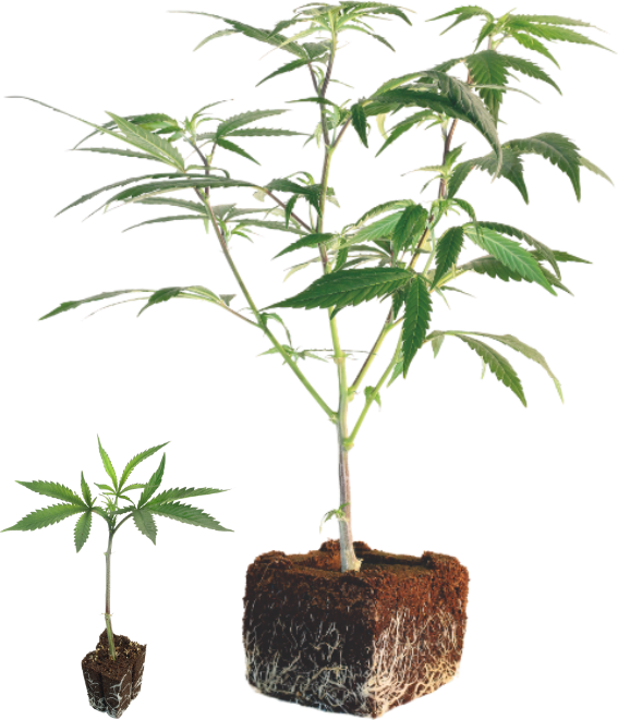 Personne qui inspecte un plant de cannabis
